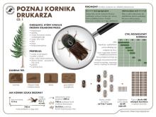 Wyzwania naszych lasów – korniki