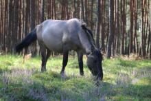 W TROSCE O BEZPIECZEŃSTWO KONIKA POLSKIEGO